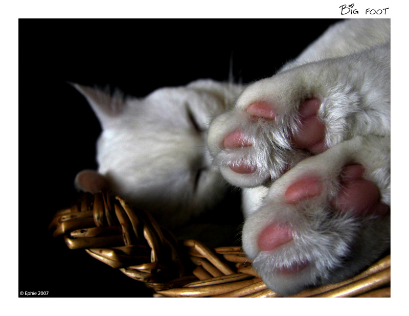 Big_foot.jpg