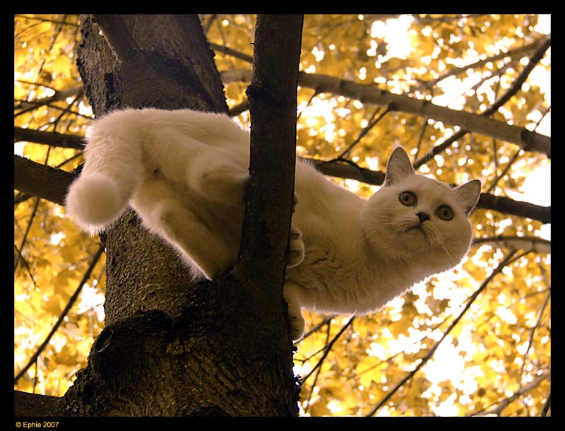 Climber.jpg
