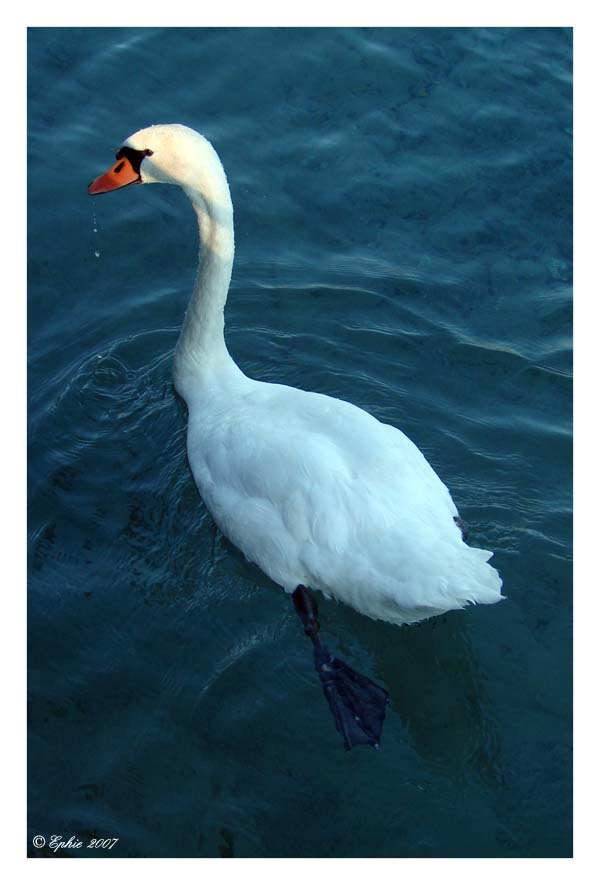 Cygne.jpg