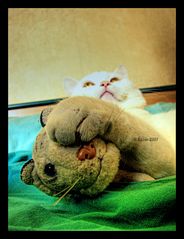 Don_t_touch_my_plush.jpg
