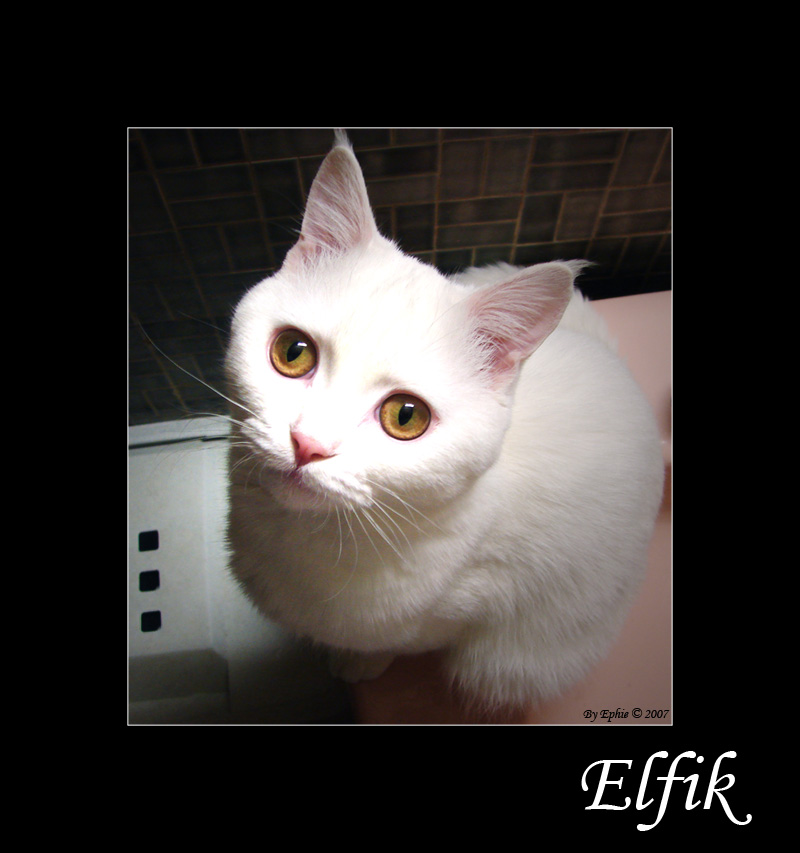 Elfik.jpg