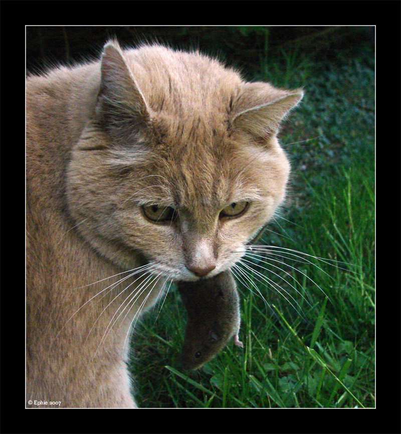 Feline_Instinct.jpg