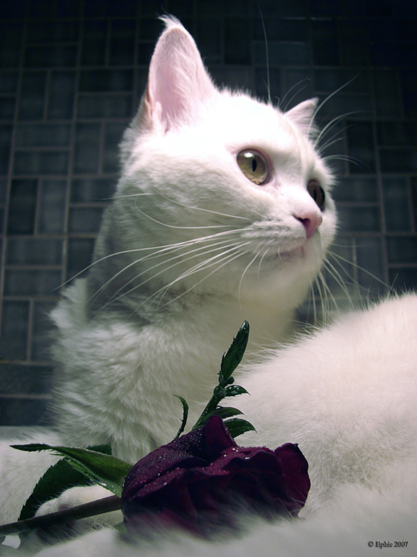 My_cat_s_love.jpg