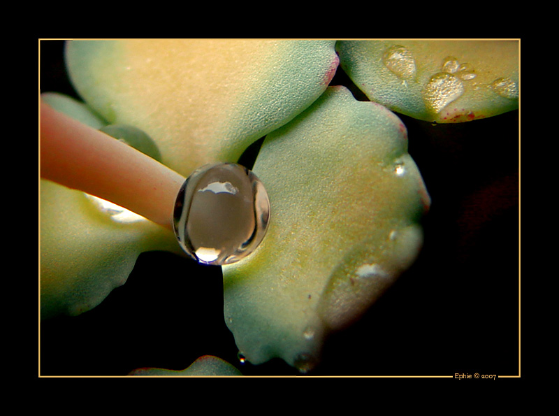Perles_de_pluie.jpg