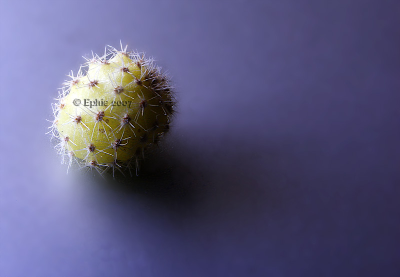 Prickly.jpg