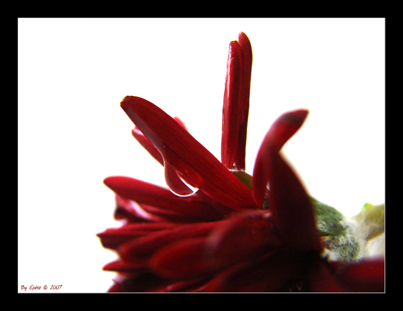 Sad_Flower.jpg