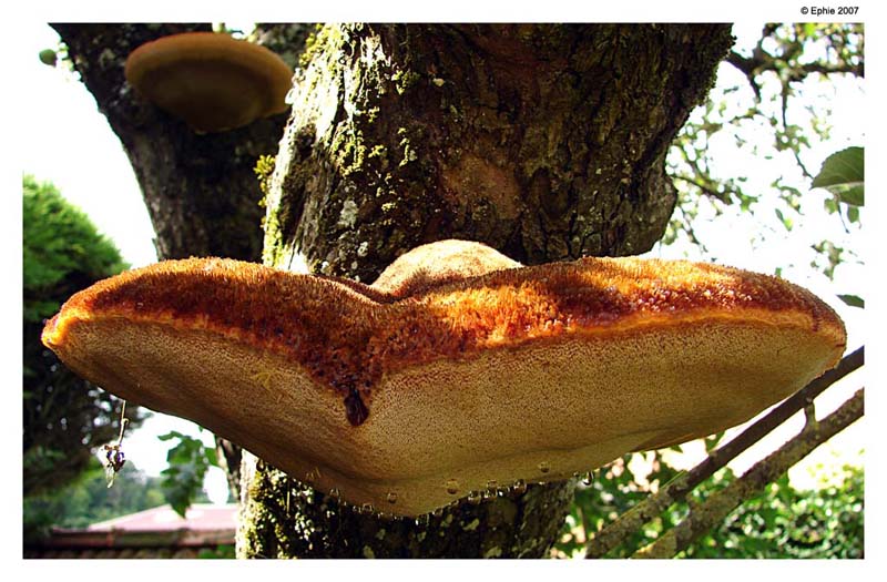 Sumo_mushroom.jpg