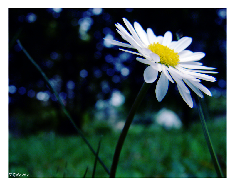 The_most_familiar_flower.jpg
