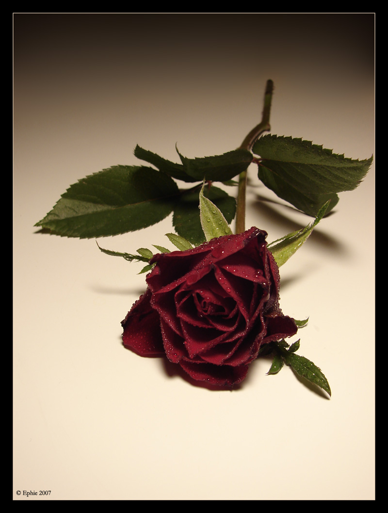 Une_Rose_rouge.jpg