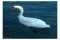 Cygne.jpg