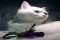 My_cat_s_love.jpg