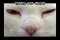 Serial_Cat_Killer.jpg