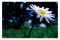 The_most_familiar_flower.jpg