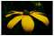Yellow_vision.jpg